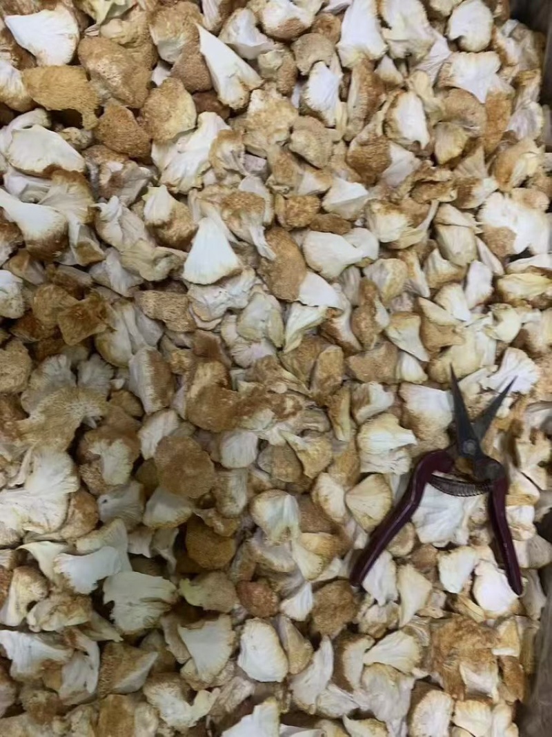 【优质】猴头菇大量上市可视频看货诚信经营欢迎合作