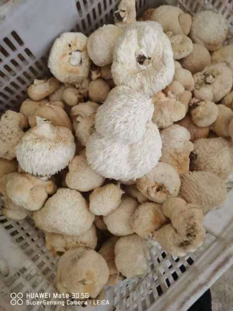 【优质】猴头菇大量上市可视频看货诚信经营欢迎合作