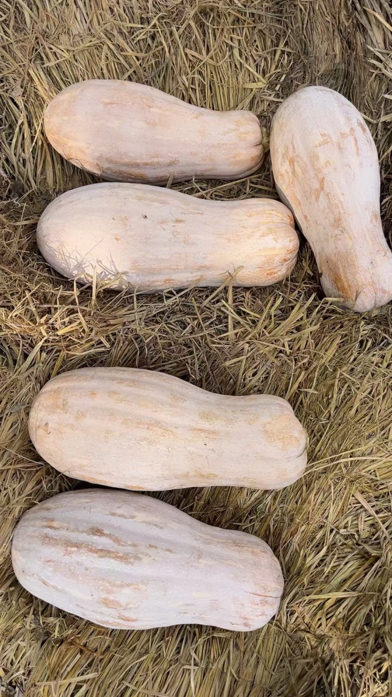 老南瓜，密本南瓜，新货上市，一手货源，支持视频看货