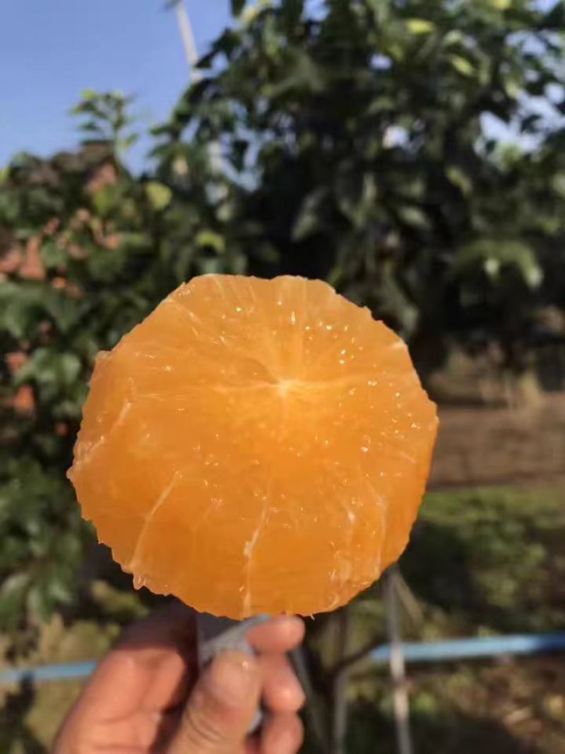 【广西脐橙】大量有货，甘甜多汁，产地直发，欢迎来电咨询
