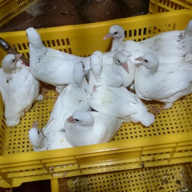 乳鸽肉白条鸽工厂发货批发商电商餐饮佛山常年稳定供货