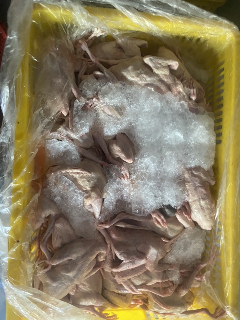 乳鸽肉白条鸽工厂发货批发商电商餐饮佛山常年稳定供货