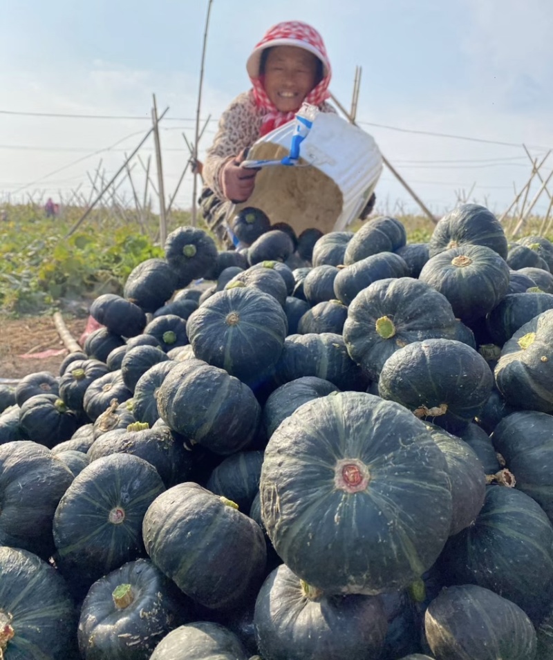 【优选贝贝南瓜】内蒙古南瓜-贝贝南瓜-产地直发品质保证