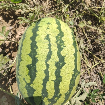 沙地西瓜