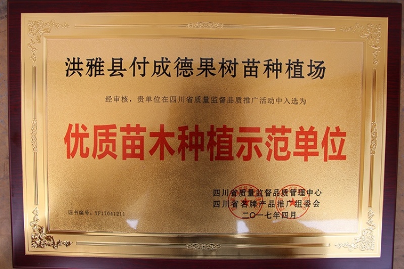 冰糖李子苗（付成德李子苗基地）