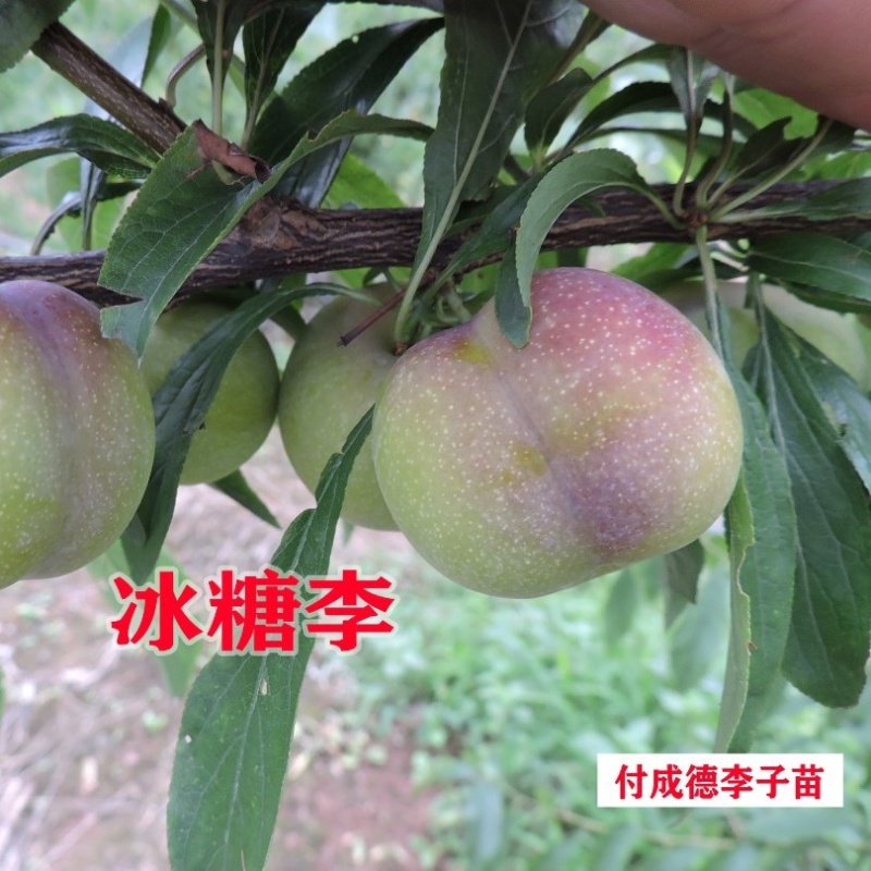 冰糖李子苗（付成德李子苗基地）