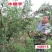冰糖李子苗（付成德李子苗基地）