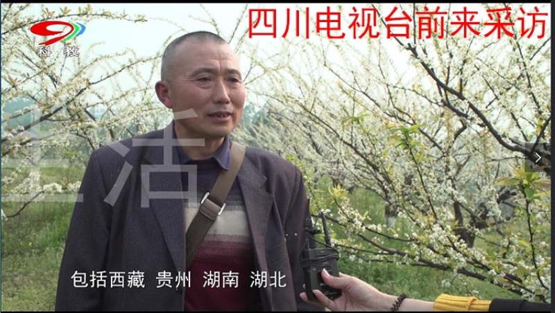 冰糖李子苗（付成德李子苗基地）