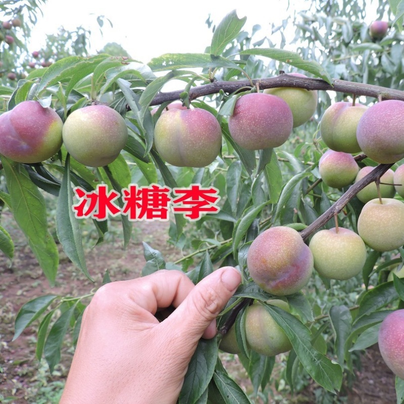 冰糖李子苗（付成德李子苗基地）