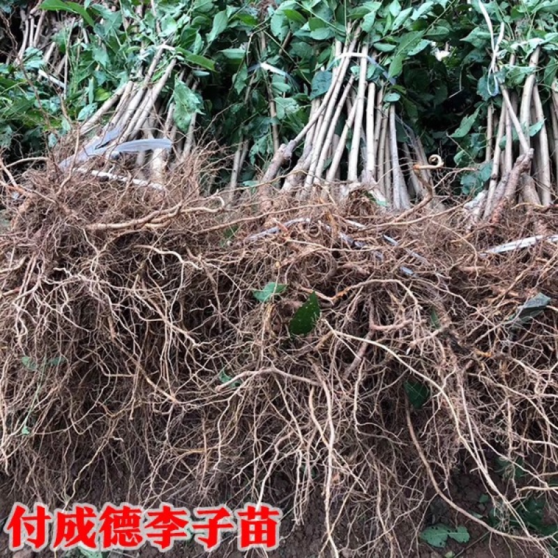 冰糖李子苗（付成德李子苗基地）
