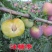 冰糖李子苗（付成德李子苗基地）