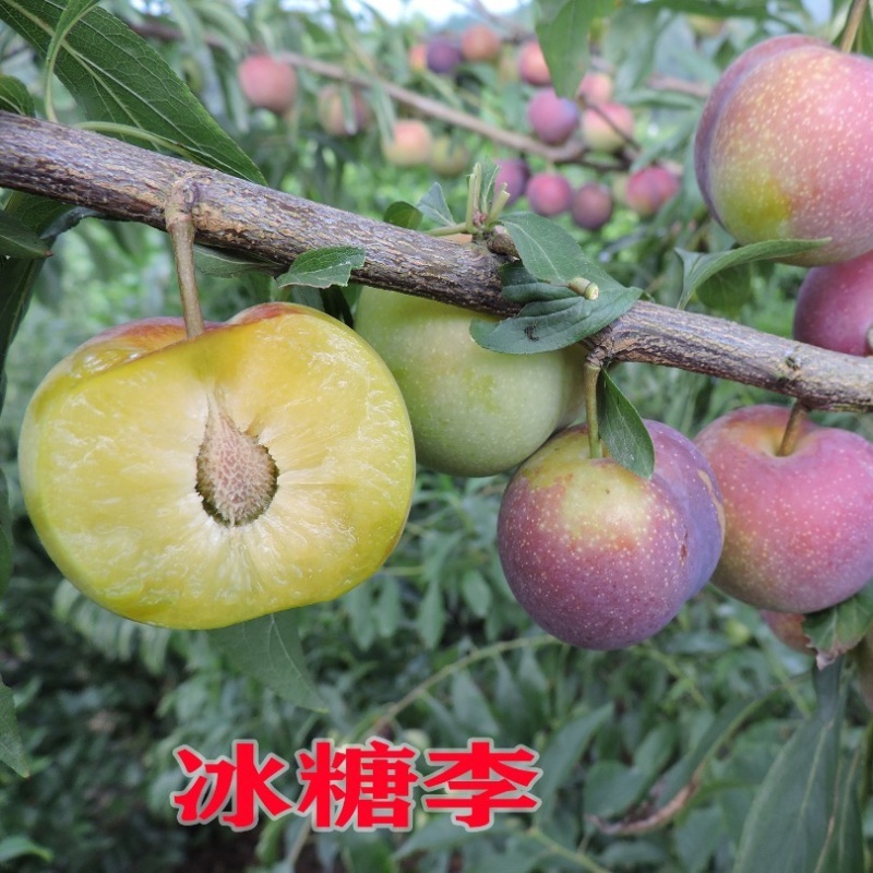 冰糖李子苗（付成德李子苗基地）
