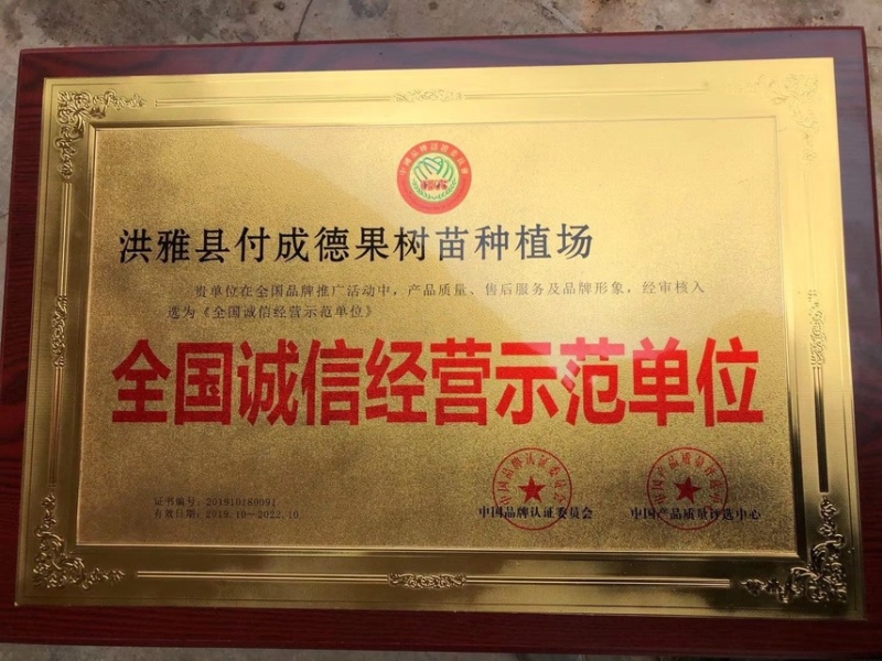 冰糖李子苗（付成德李子苗基地）