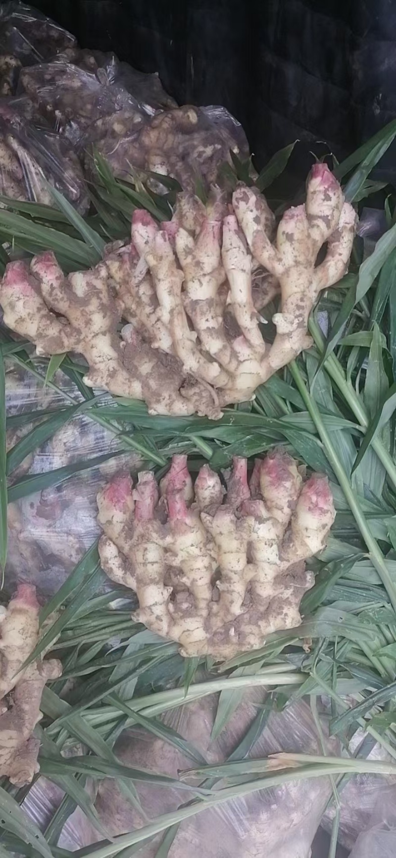 【鲜姜代存】大黄姜电商风干姜小黄姜产地直发保质保量