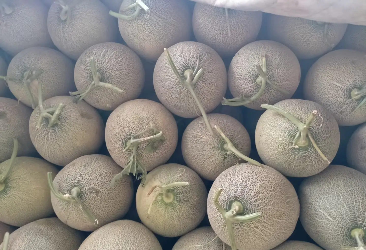 西州蜜瓜在高端商超陈列场景