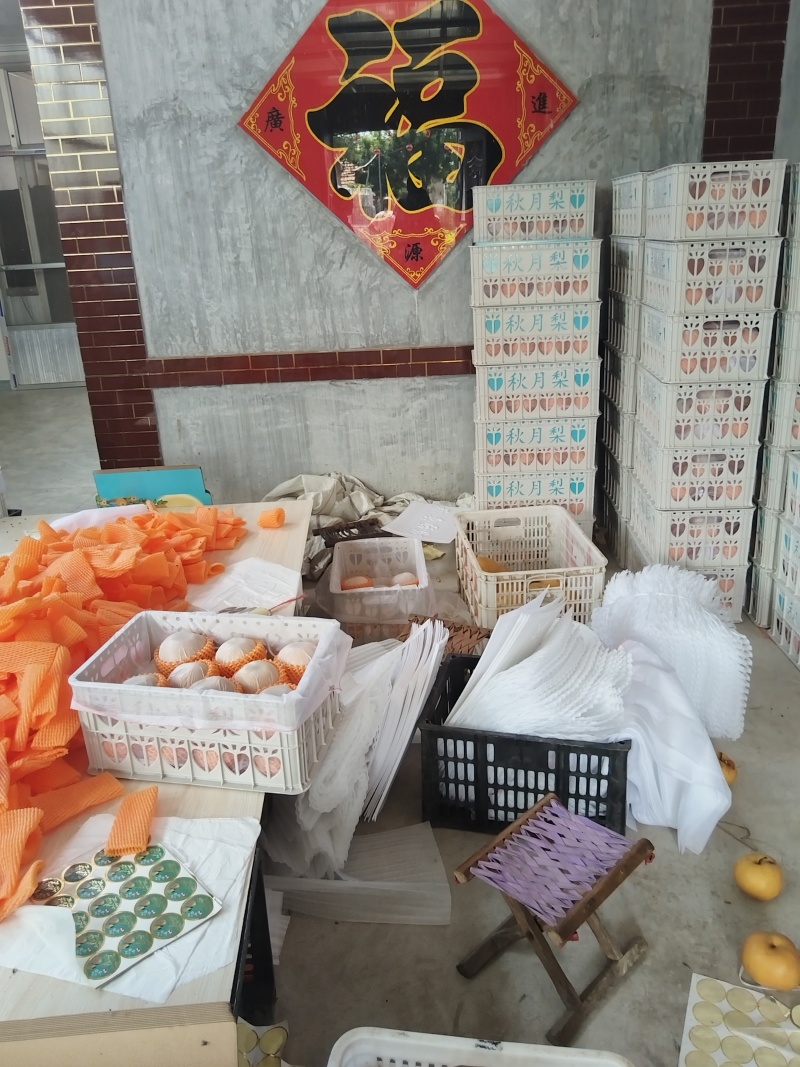 秋月梨已经上市，要的老板联系，冷库秋月梨90以上大量有货