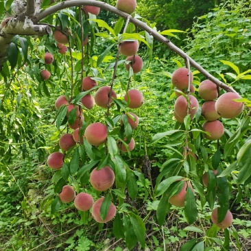 青州蜜桃上市了