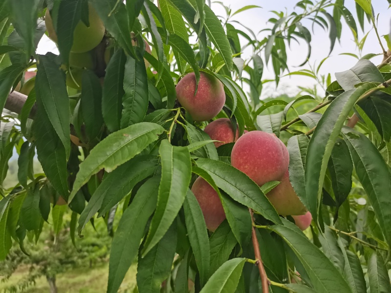 青州蜜桃上市了