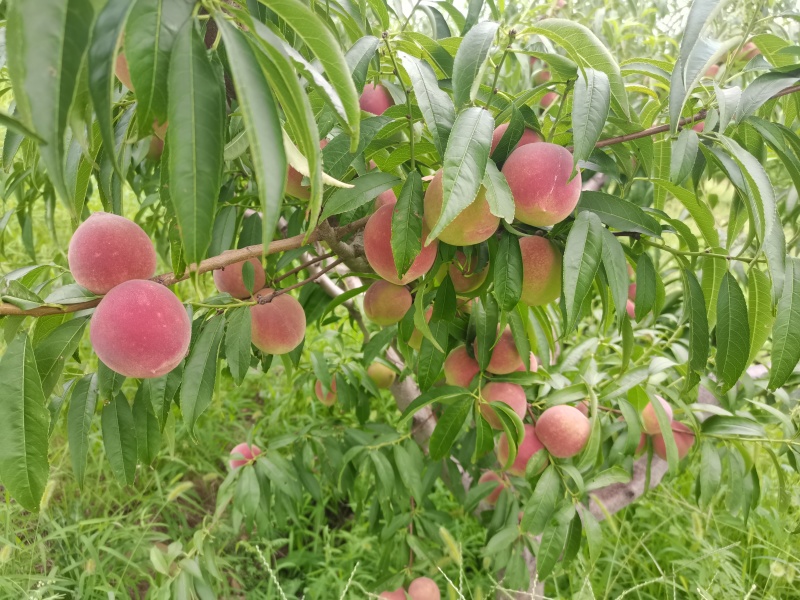 青州蜜桃上市了