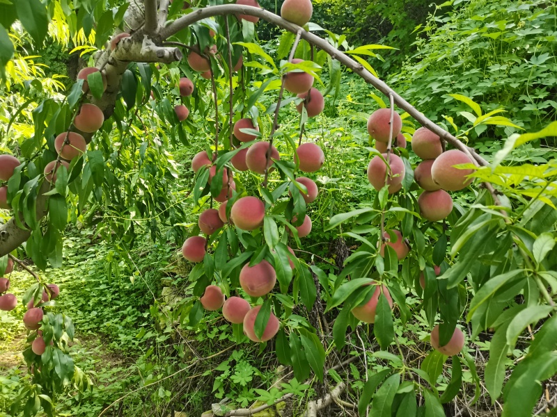 青州蜜桃上市了