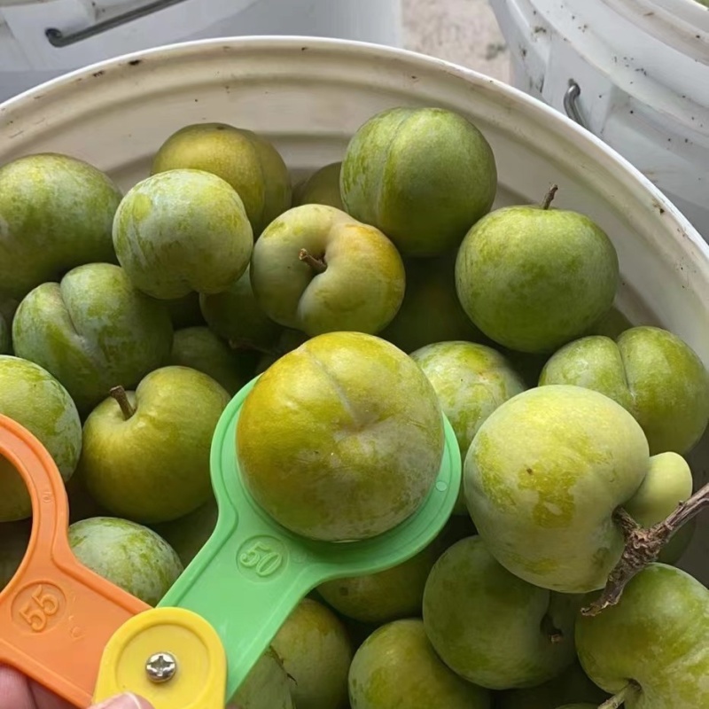 蜂糖李子苗（付成德李子苗基地）