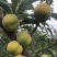 蜂糖李子苗（付成德李子苗基地）