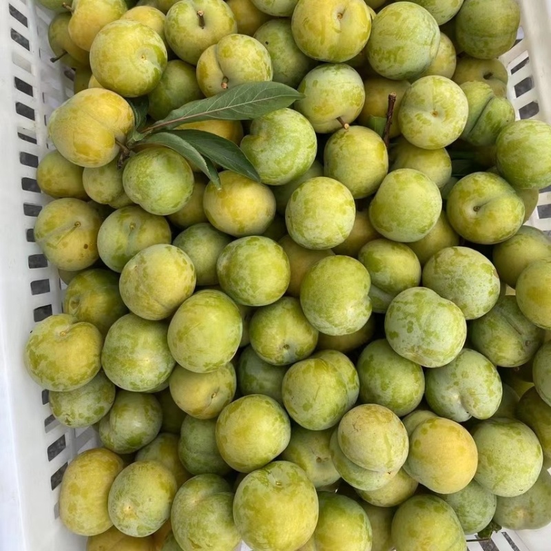 蜂糖李子苗（付成德李子苗基地）