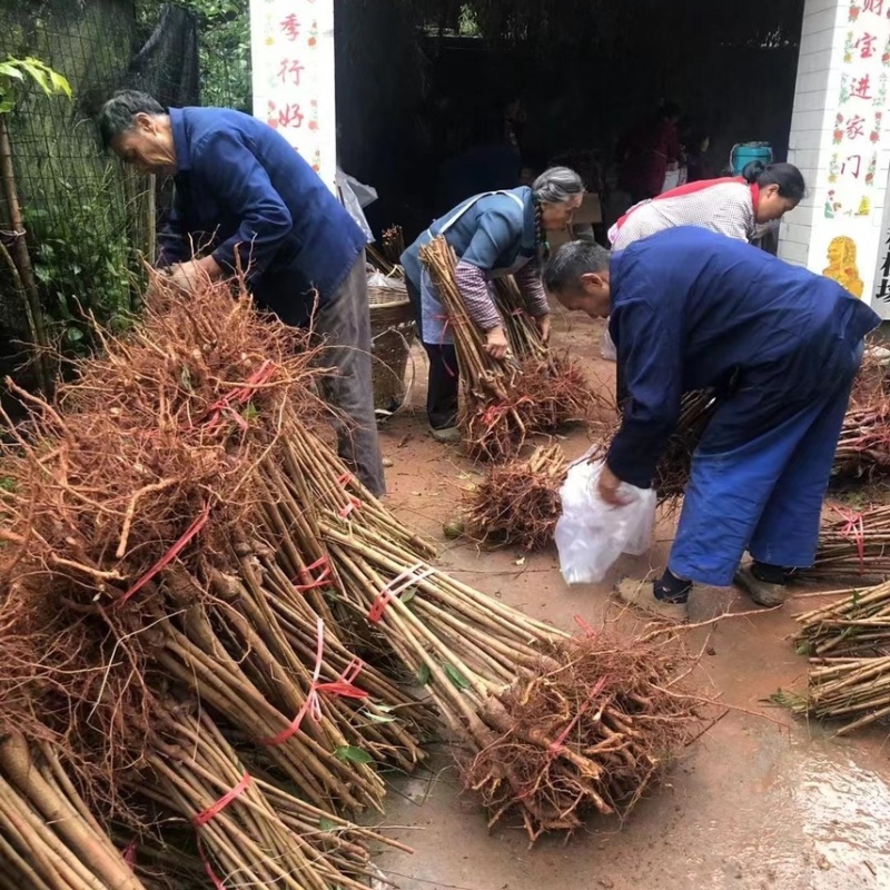 蜂糖李子苗（付成德李子苗基地）