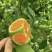 湖北蜜橘早熟高山蜜橘货源充足量大从优实力代发