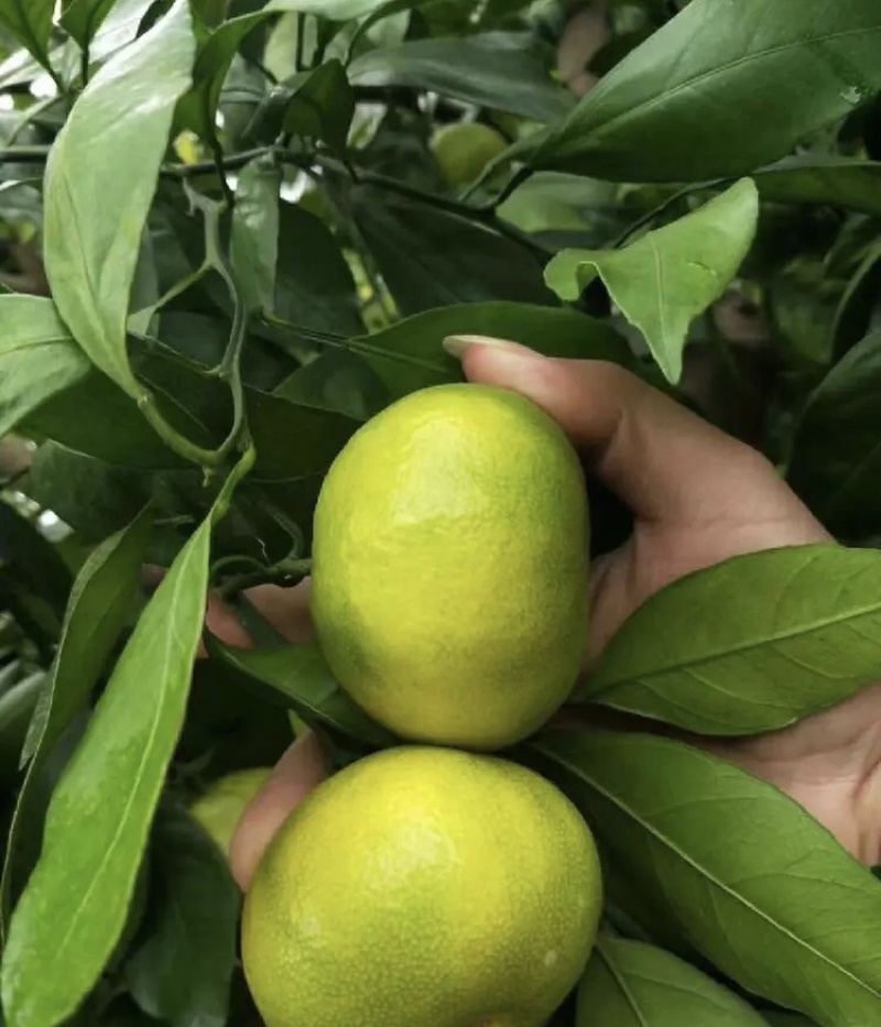 湖北蜜橘早熟高山蜜橘货源充足量大从优实力代发