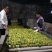湖北蜜橘早熟高山蜜橘货源充足量大从优实力代发