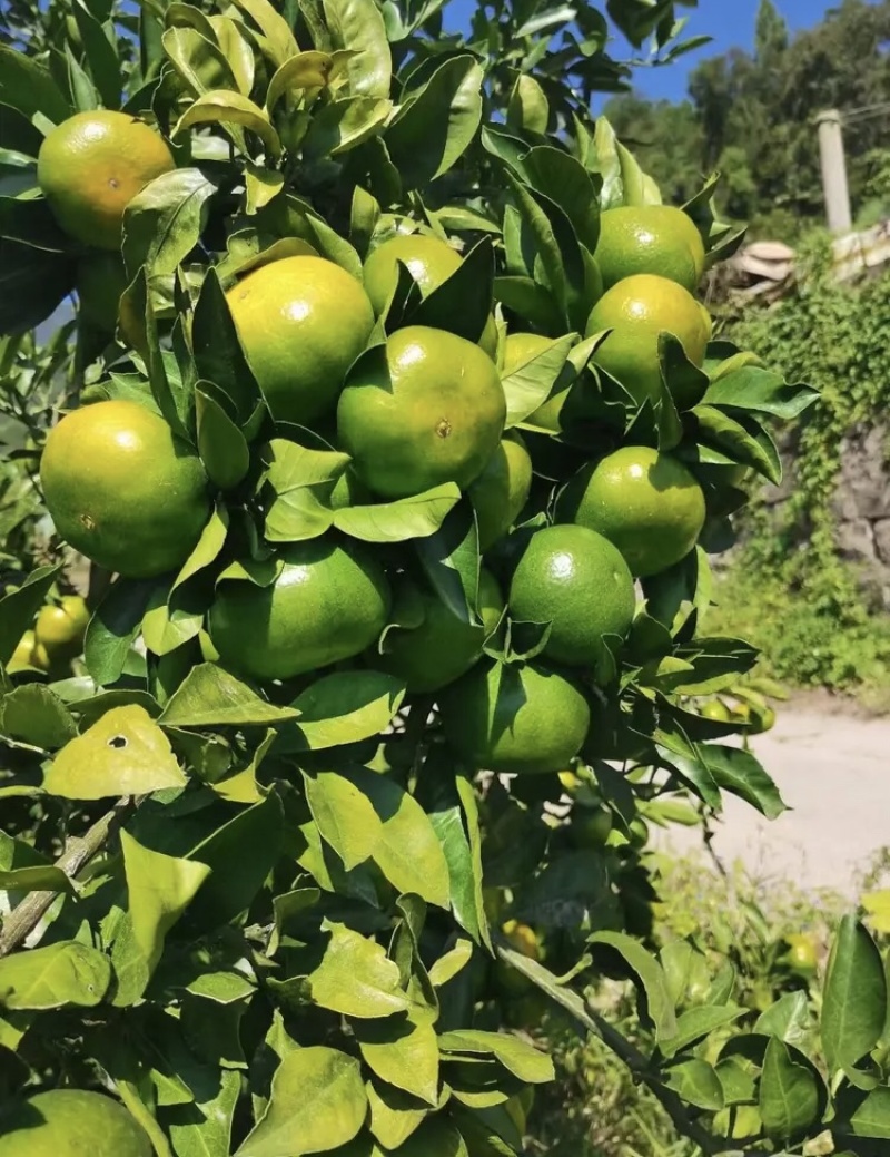湖北蜜橘早熟高山蜜橘货源充足量大从优实力代发