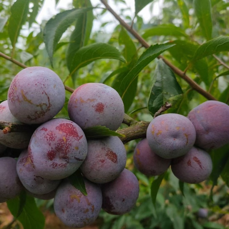 脆红李子苗（付成德李子苗基地）