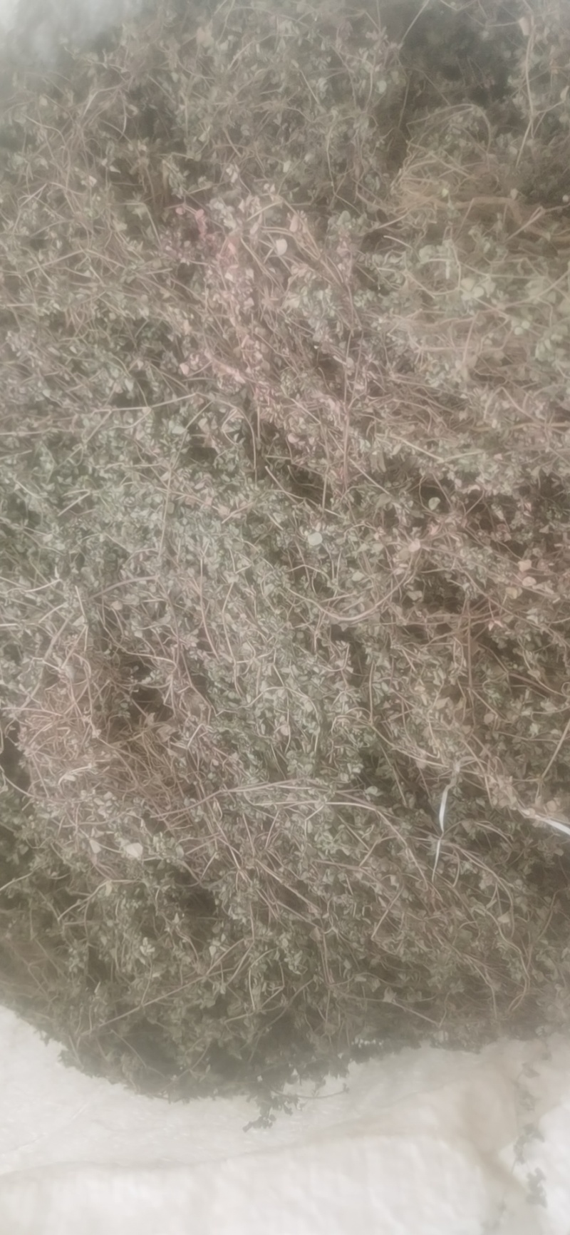 地锦草