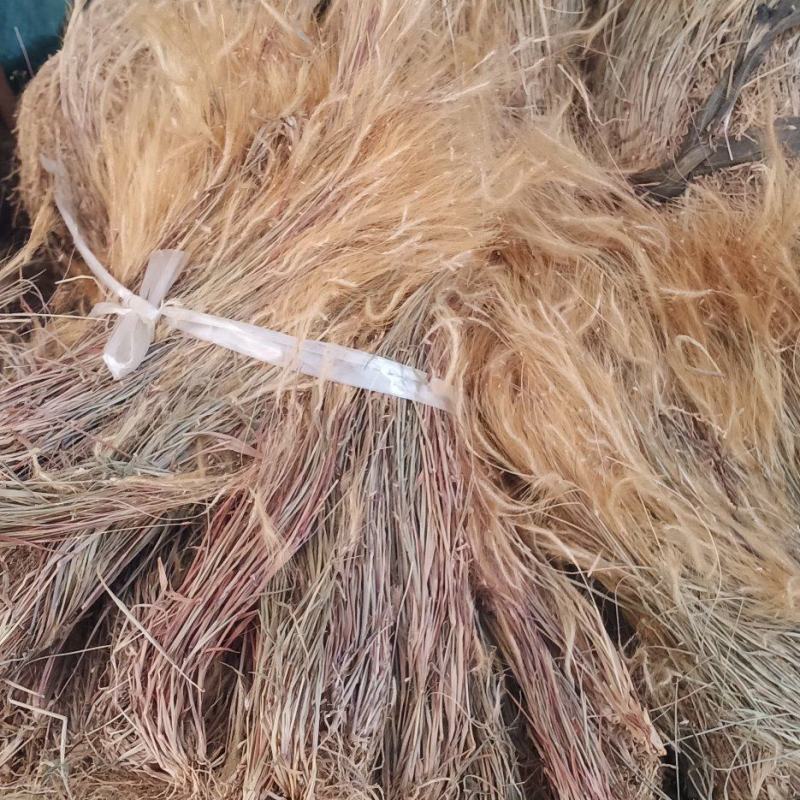 金丝草中药批发一手货源量大忧惠全国发货