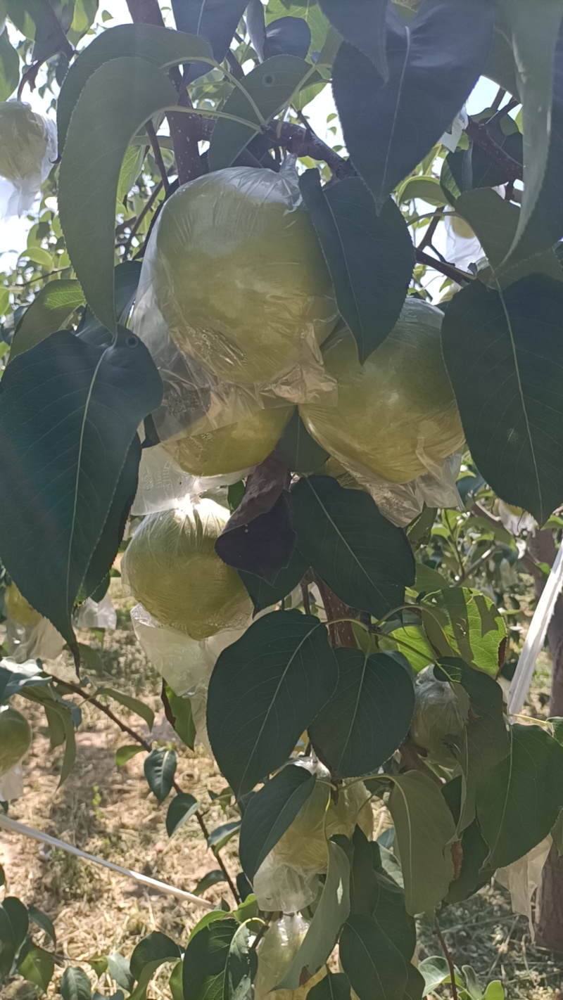 玉露香梨盒装