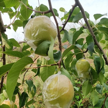 原产地隰县玉露香梨