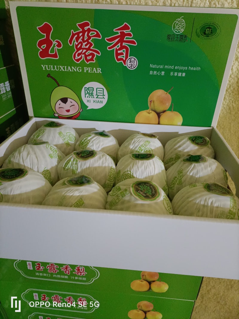 原产地隰县玉露香梨