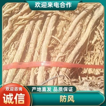 甘肃定西防风，品质保证货源保证，产地直发，量大从优