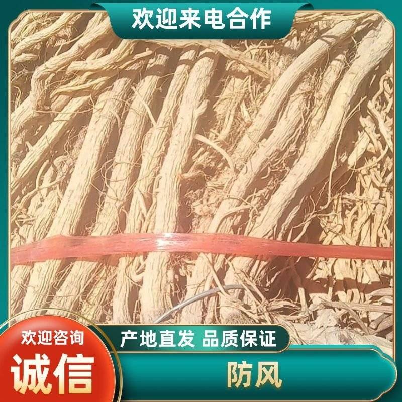 甘肃定西防风，品质保证货源保证，产地直发，量大从优