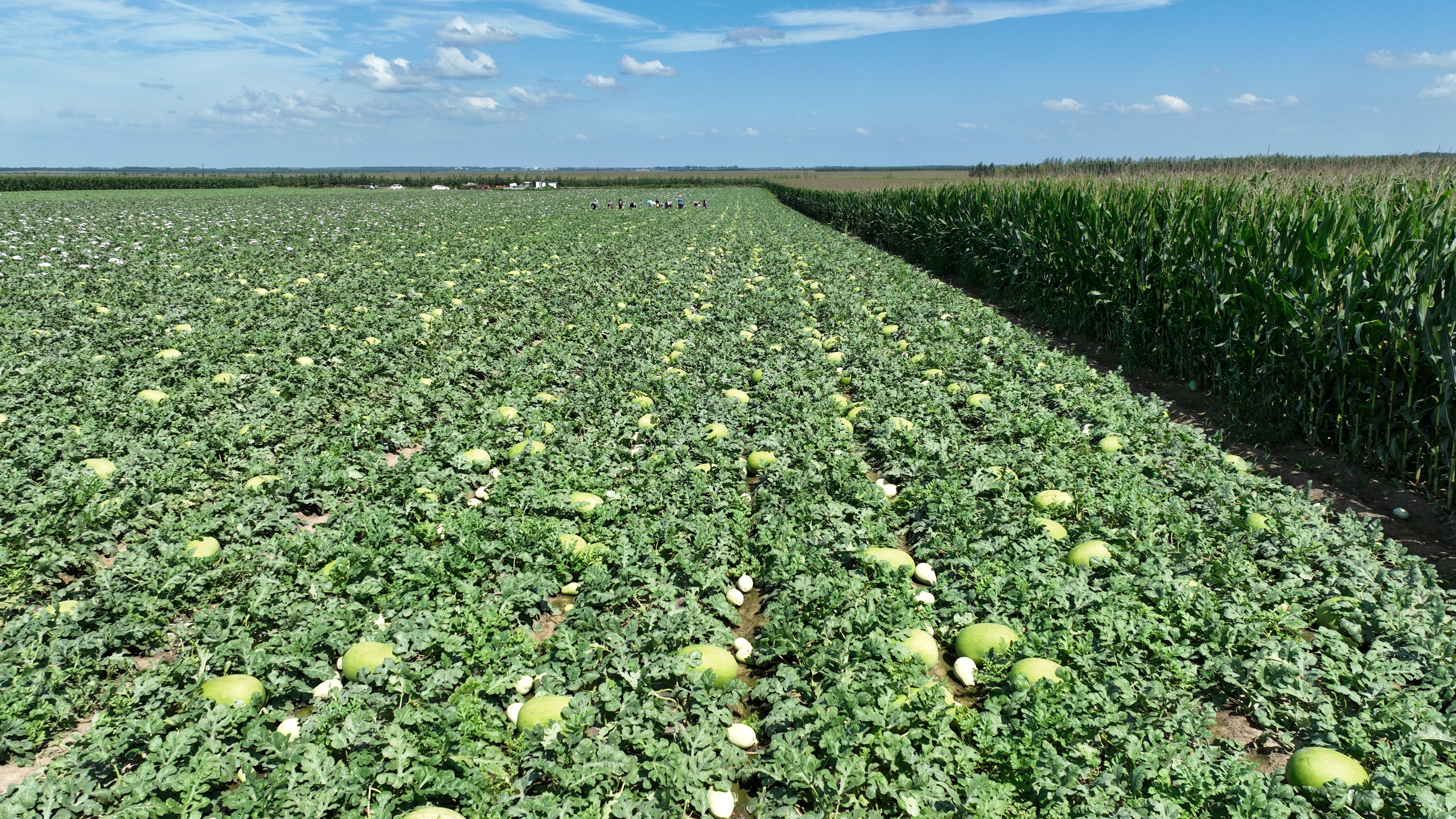 展示新红宝西瓜在农贸市场或超市中被消费者选购的场景,突出其‘西瓜红’的视觉吸引力 新红宝西瓜在市场上的销售场景