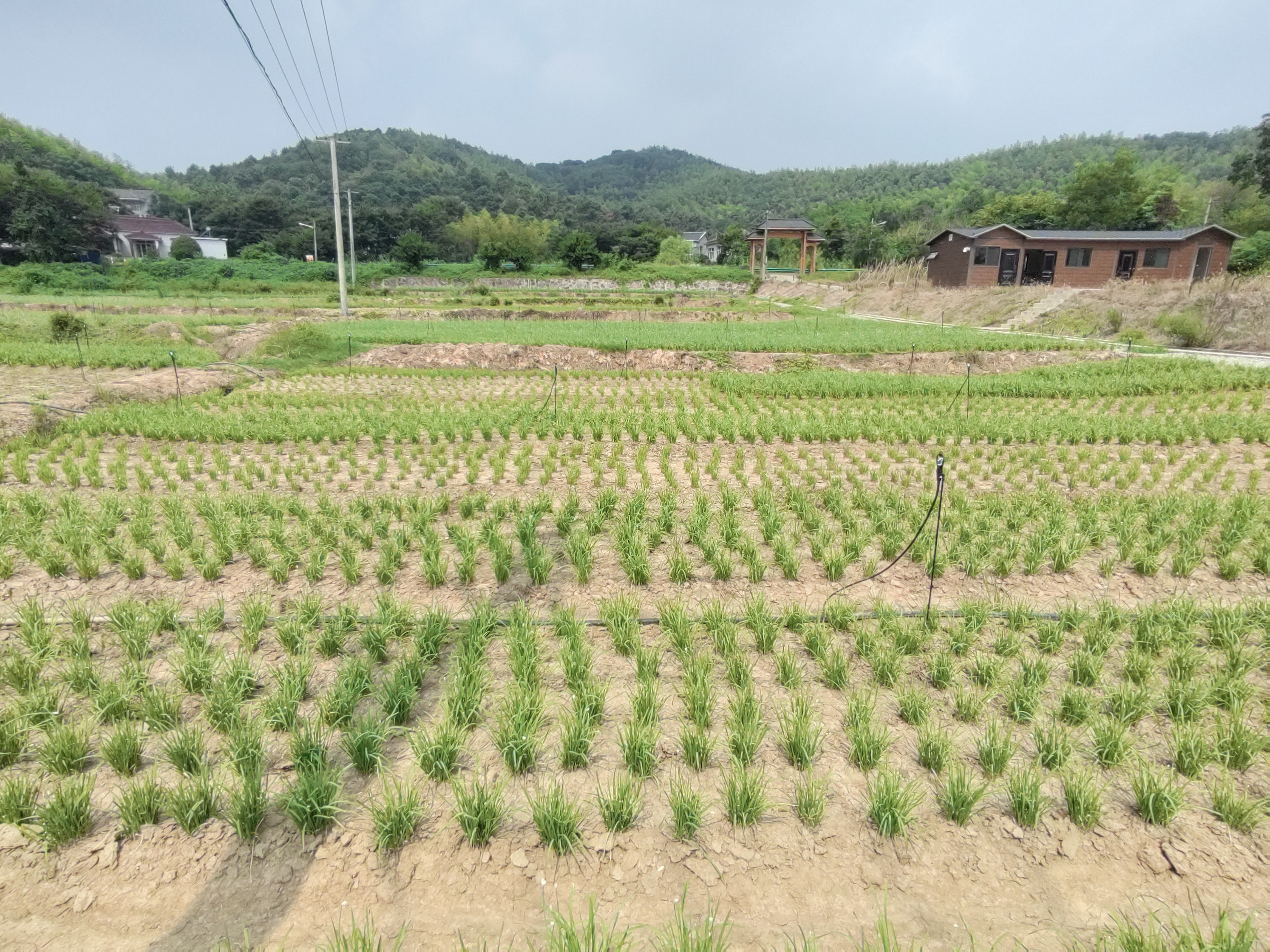 寒香翠韭田间生长实景
