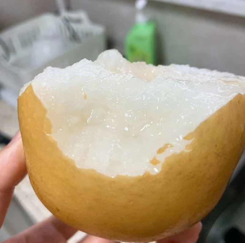烟台正宗秋月梨上市，糖度12化渣好，欢迎新老客户来电洽谈
