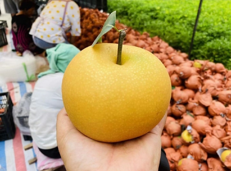 烟台正宗秋月梨上市，糖度12化渣好，欢迎新老客户来电洽谈