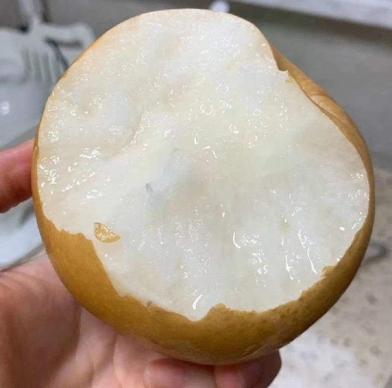 烟台正宗秋月梨上市，糖度12化渣好，欢迎新老客户来电洽谈