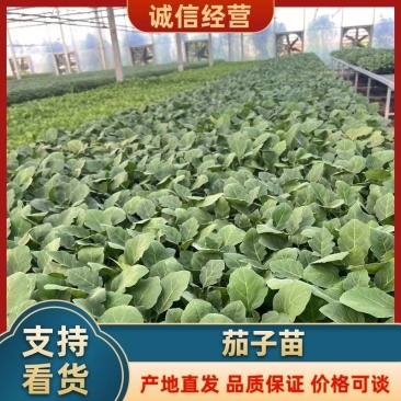 茄子苗量大从优价格优惠可视频看货支持线上下单