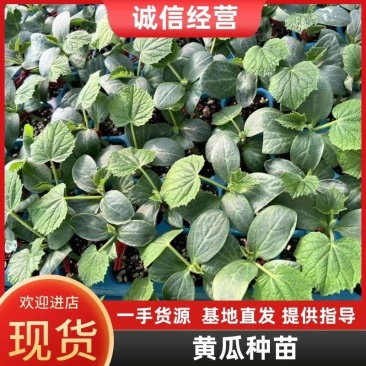 黄瓜种苗提供技术指导保证品质欢迎订购支持线上下单