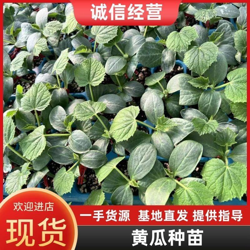 黄瓜种苗提供技术指导保证品质欢迎订购支持线上下单