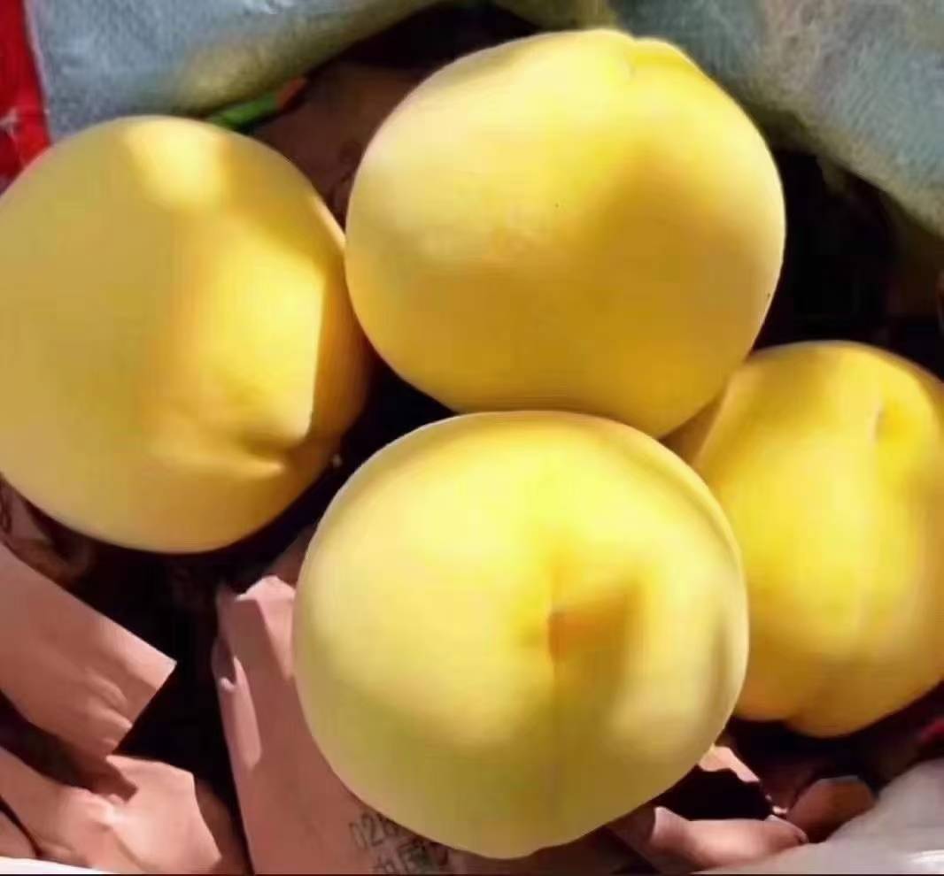 黄桃果实在阳光下呈现出诱人的金黄色 黄桃果实在阳光下呈现出诱人的金黄色