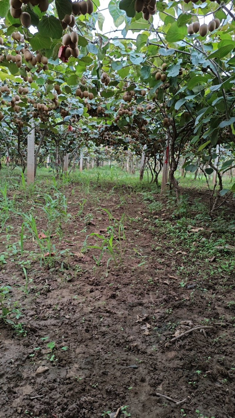陕西海沃德猕猴桃大量上市保质保量自家种植